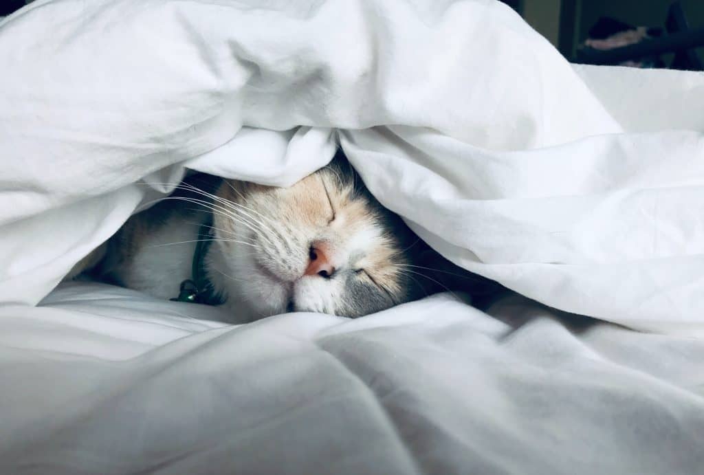 cute kitten under covers