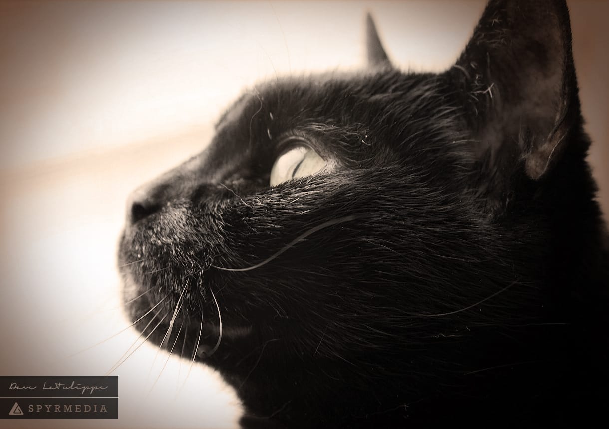 black cat eye focus