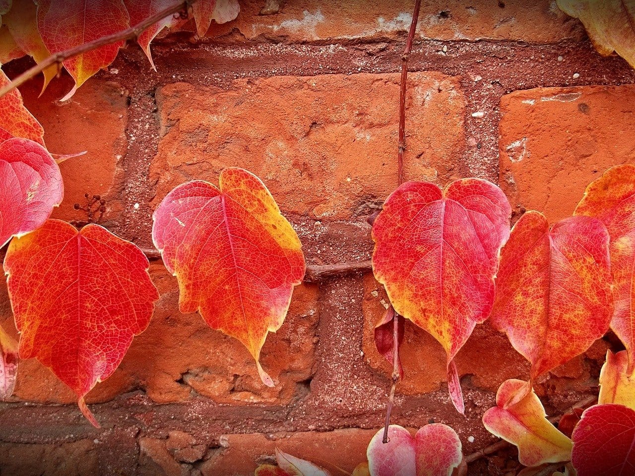 fall leves on brick house