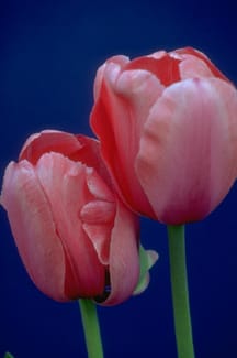 tulips pink