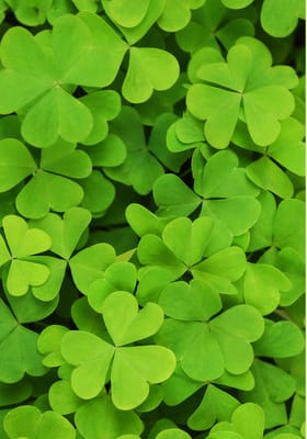 shamrocks