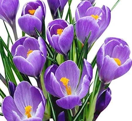 purple crocus flowers