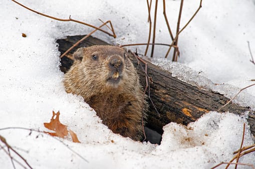 ground hog coming out of hole from den