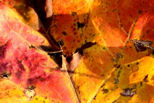 fall leaves maple