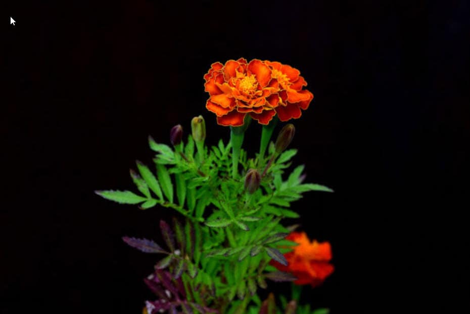orange marigold flower